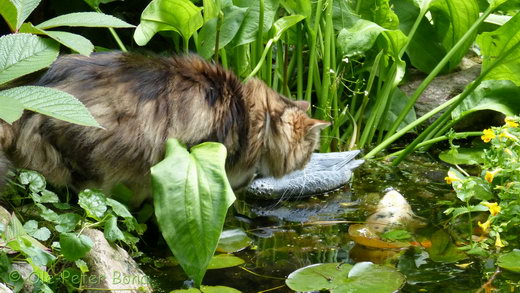 Sibirische Katzen Katrinchen von der Gronau